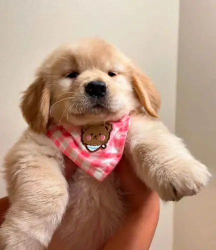 Filhote Golden Retriever, Os mais carinhosos estão prontos para um lar cheio de amor!