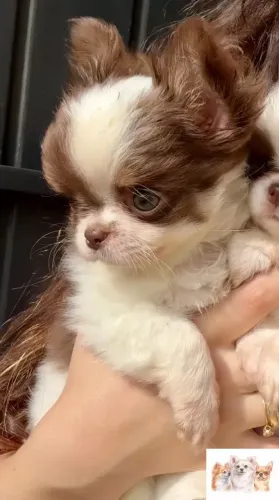 Chihuahua Pelo Longo