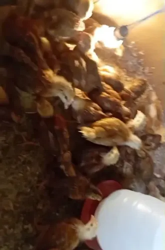 Galinha poedeira 