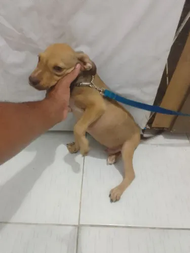 Vende-se filhote de Pit Bull