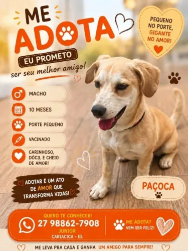 Doação de um cachorro médio porte para quintal