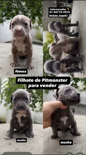 Filhote de Pit monster