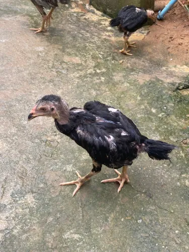 Vendo pintinhos da raça índio 