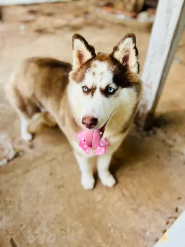 Husky siberiano fêmea