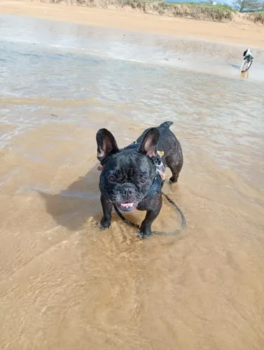 Bulldog francês fêmea