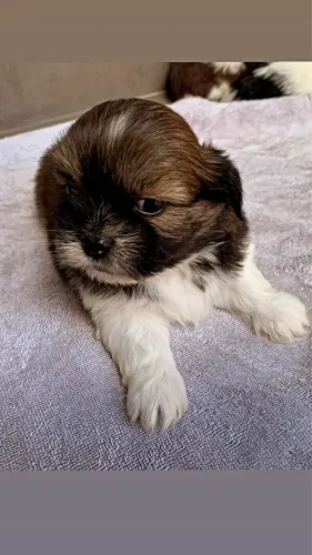 Filhote Shih Tzu