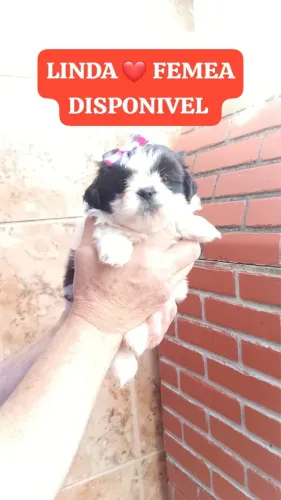 Shih-tzu filhote com documentação