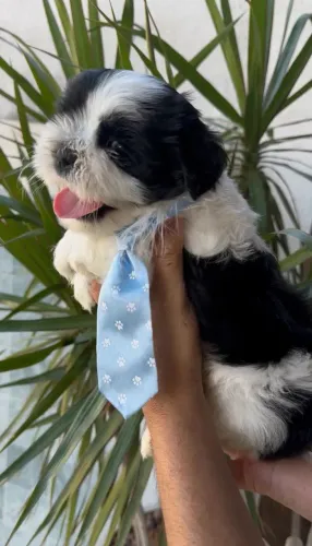 Vendo Lindo filhote de Shih-tzu MACHO Bicolor