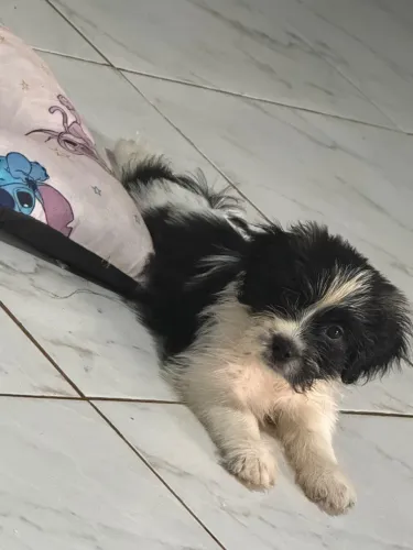 Vendo filhote de shitzu