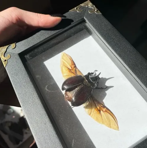 MOLDURA DE BESOURO - TAXIDERMIA DE INVERTEBRADOS