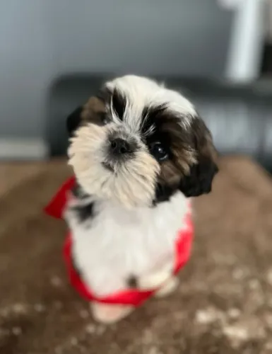 Shih Tzu O presente perfeito para quem ama cães