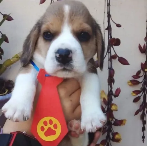 Beagle macho | Fêmea brincalhão e adorável 