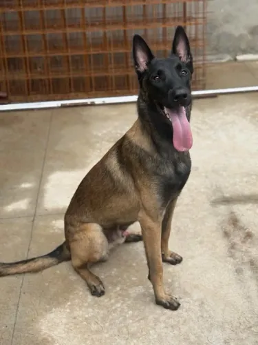 Belga Maniois doação 