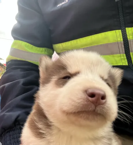 Filhotes de husky siberiano