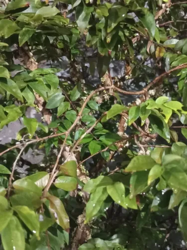 Linda Jabuticabeira em produção!!!!!