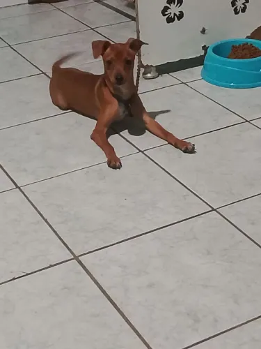 Cachorro pinscher 