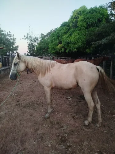 Potra de esteira