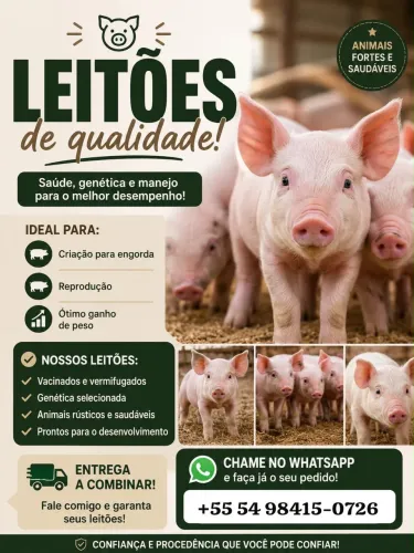 Vendo leitões desmamados