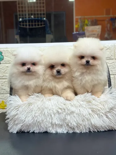 Lulu da pomerania Alto padrão