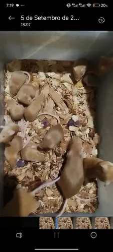 Camundongos