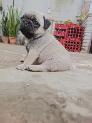 Pug,Pug Filhote Estrutura Perfeita Disponível