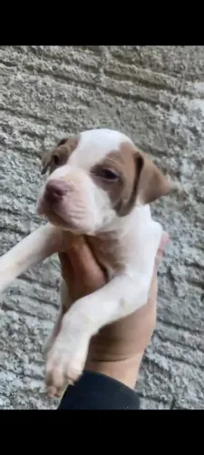 Pit bull