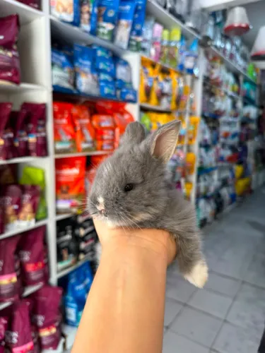 Coelho mini