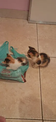 Gata tricolor filhote