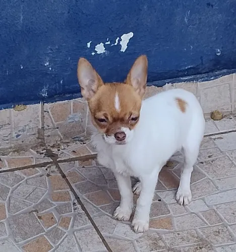 Chihuahua 