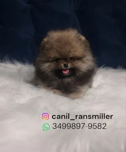 Lulu da pomerania anao fêmea laranja um luxo