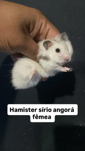 Hamister sírio angorá