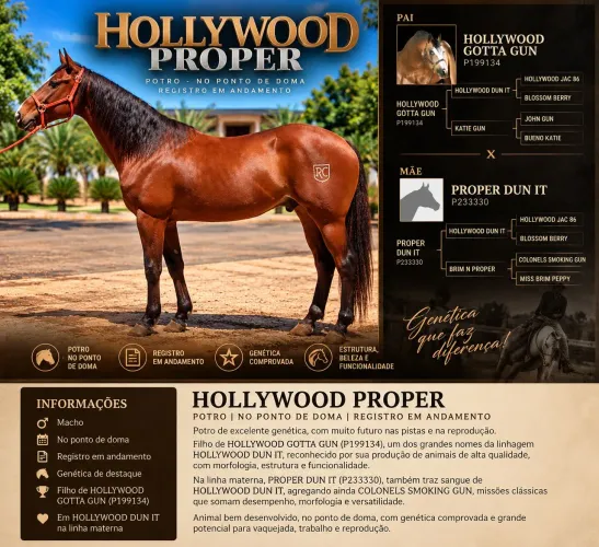 ? HOLLYWOOD PROPER ? À VENDA CAVALO QUARTO DE MILHA