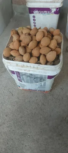 Semente de baru