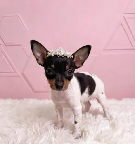 Pinscher Fêmea Fofinha e Linda