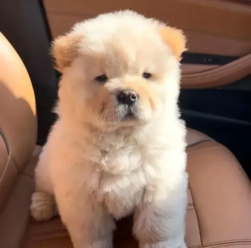 Filhotes de Chow Chow | Filhotes incríveis esperando!