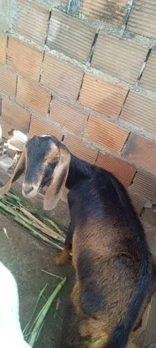 Vende Se 1 cabra e 1 marran