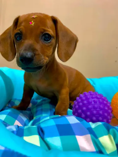 Dachshund fêmea 