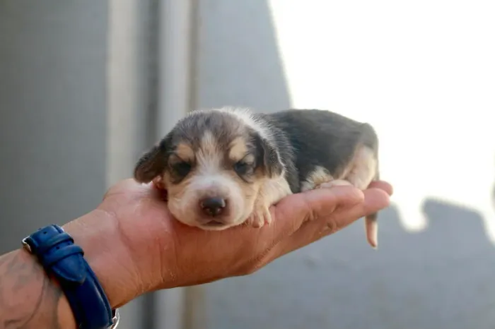 BEAGLE PARCELAMOS 