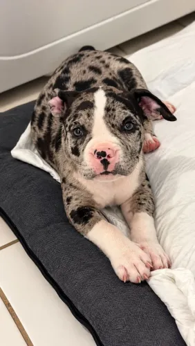 Pet Exotic Bully (Black Merle)