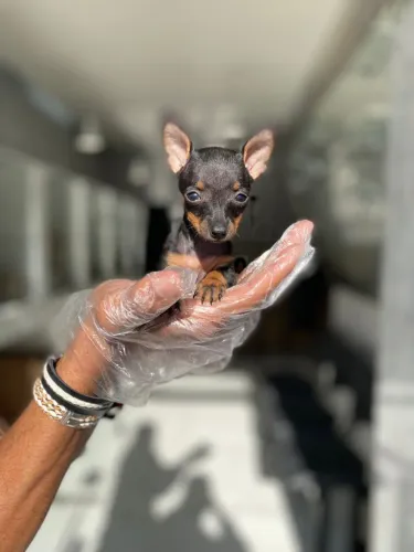 Filhotes de Pinscher com criação monitorada