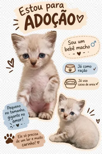 Gatinho para adoção