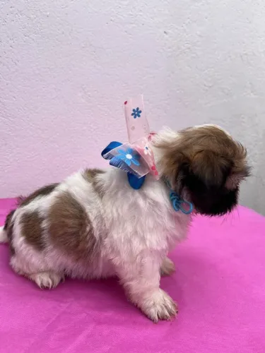 SHI TZU