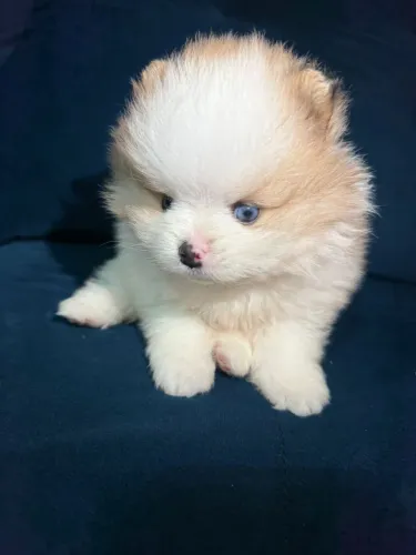 Lulu da Pomerania 