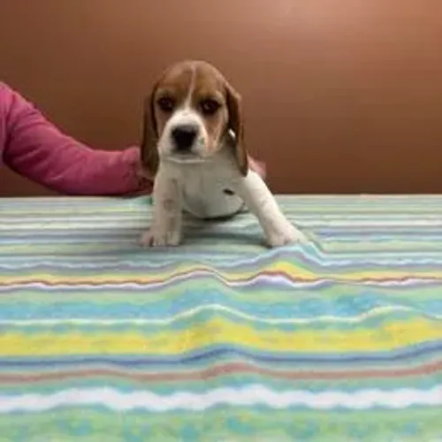 Beagle,Beagle Filhote de Linda Linhagem Pronto para Fazer Parte da Família