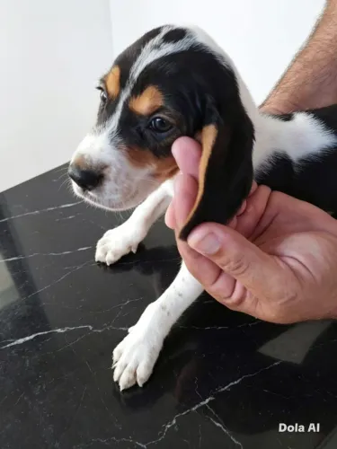 Beagle 
