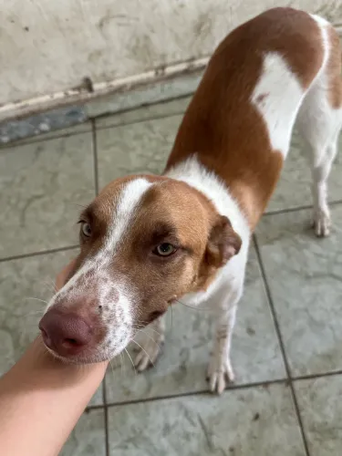 Dupla de Cachorros Dóceis e Brincalhões (8 meses)