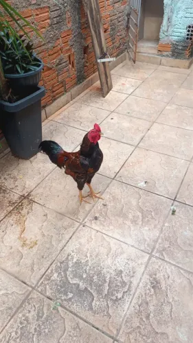 Galo