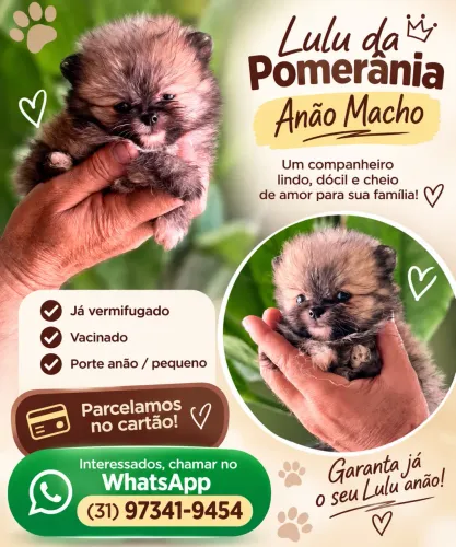 LINDOS LULUS MACHOS PORTE ANÃO PEQUENO