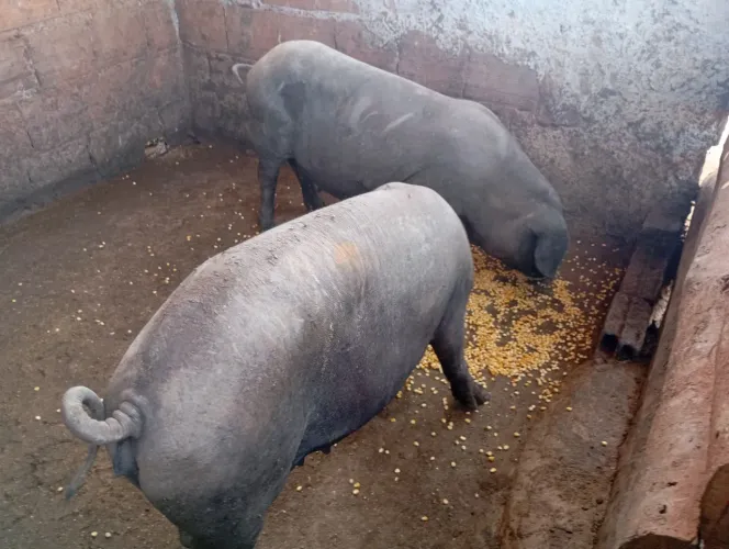 Leitoas 