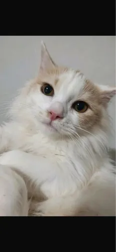 Angora Turco